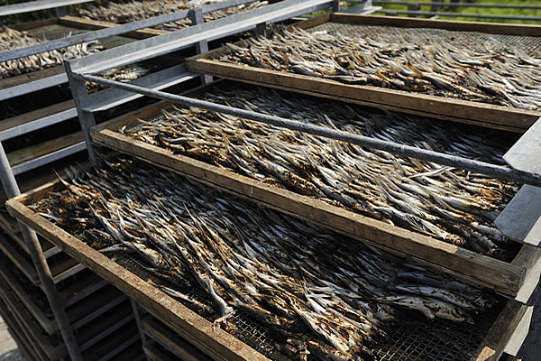焼き終わったあご（飛び魚）を天日干ししている様子